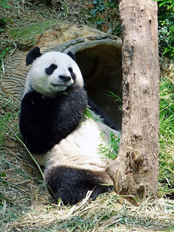 Panda che mangia bambù