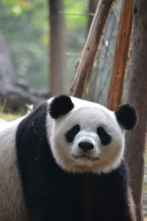 Panda gigante a Chengdu
